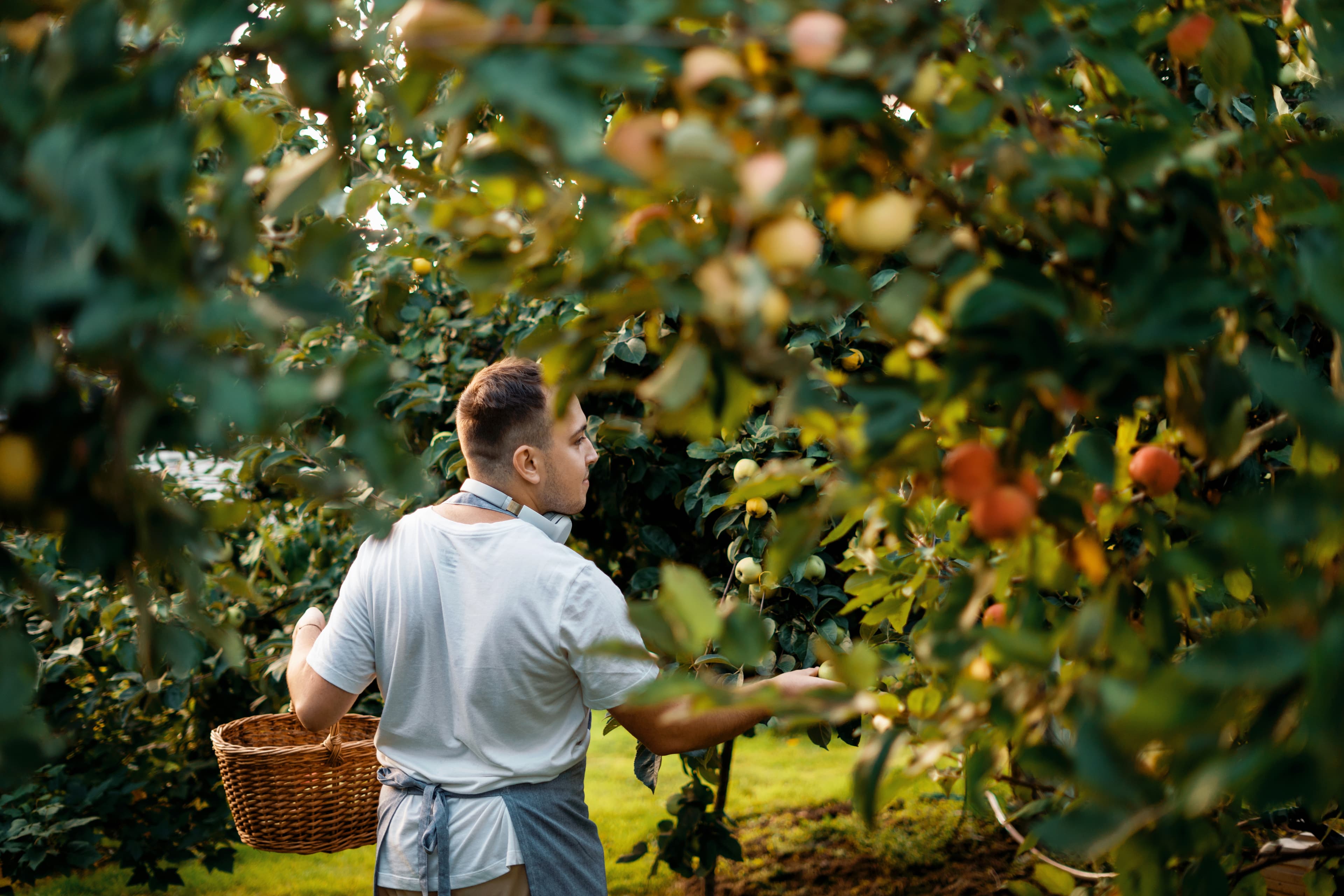 جمع الفواكه